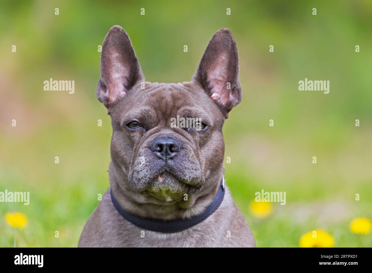 Lilac French bulldog / Isabella frenchie / Bouledogue Français, breed of French companion dog or toy dog in garden Stock Photo