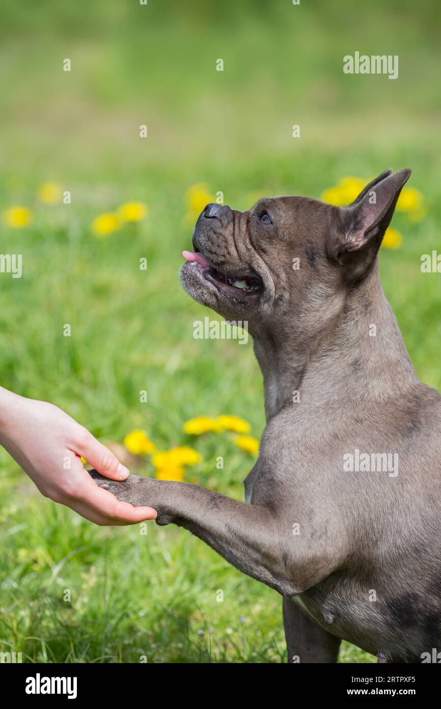 Sitting Lilac French bulldog / Isabella frenchie / Bouledogue Français, breed of French companion dog or toy dog giving paw to owner in garden Stock Photo