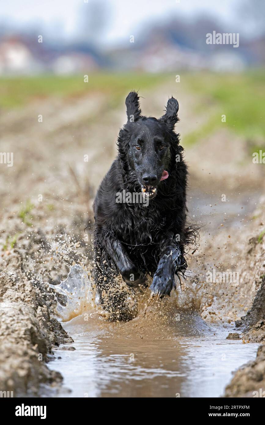 Black flat-coated retriever, gundog / hunting dog breed originating from England, running fast through muddy field Stock Photo