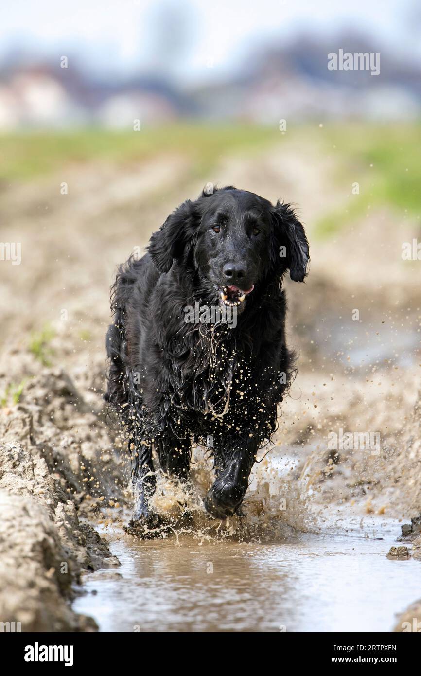 Black flat-coated retriever, gundog / hunting dog breed originating from England, running fast through muddy field Stock Photo