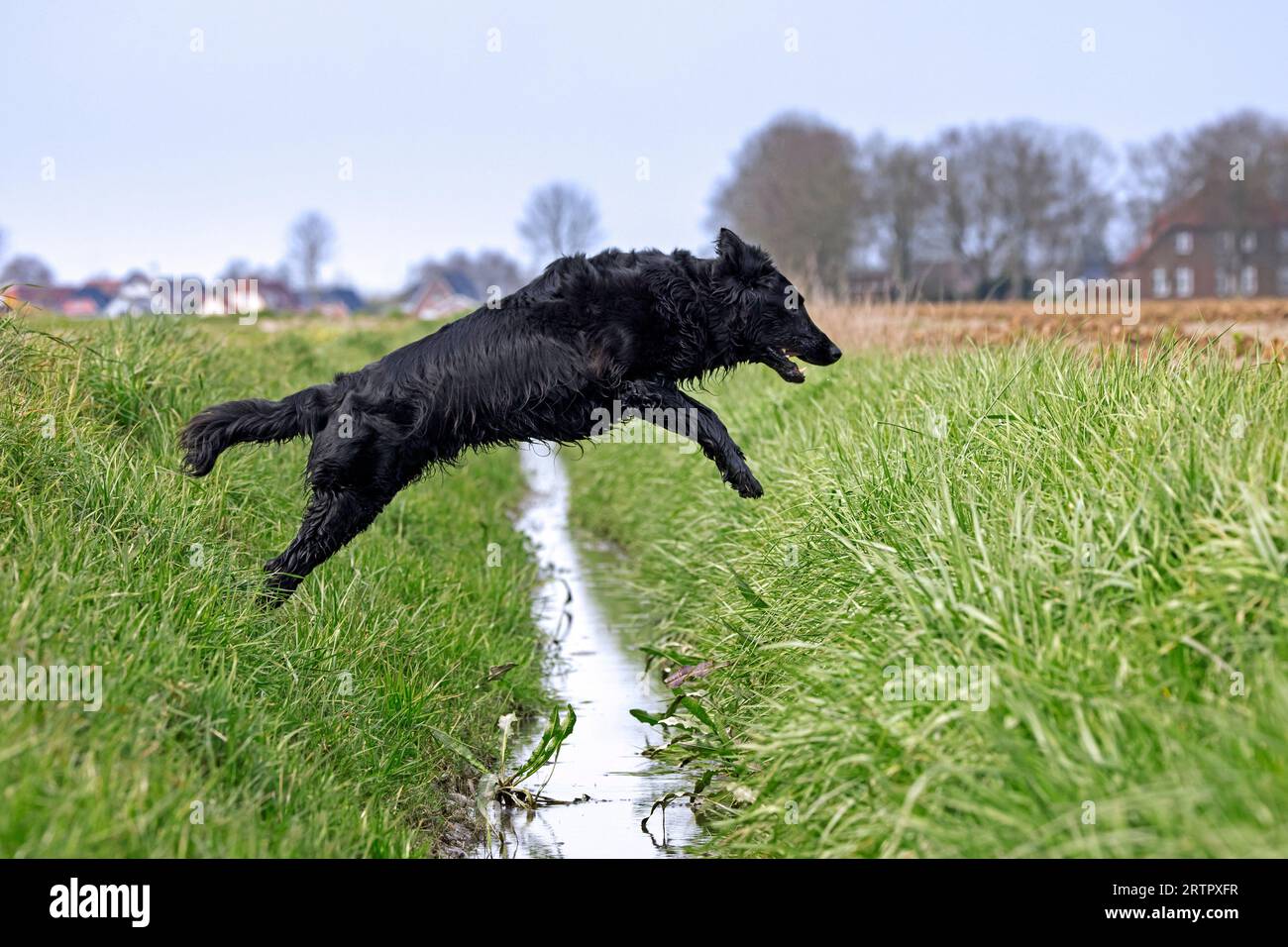 Black flat-coated retriever, gundog / hunting dog breed originating from England, jumping over ditch in field Stock Photo