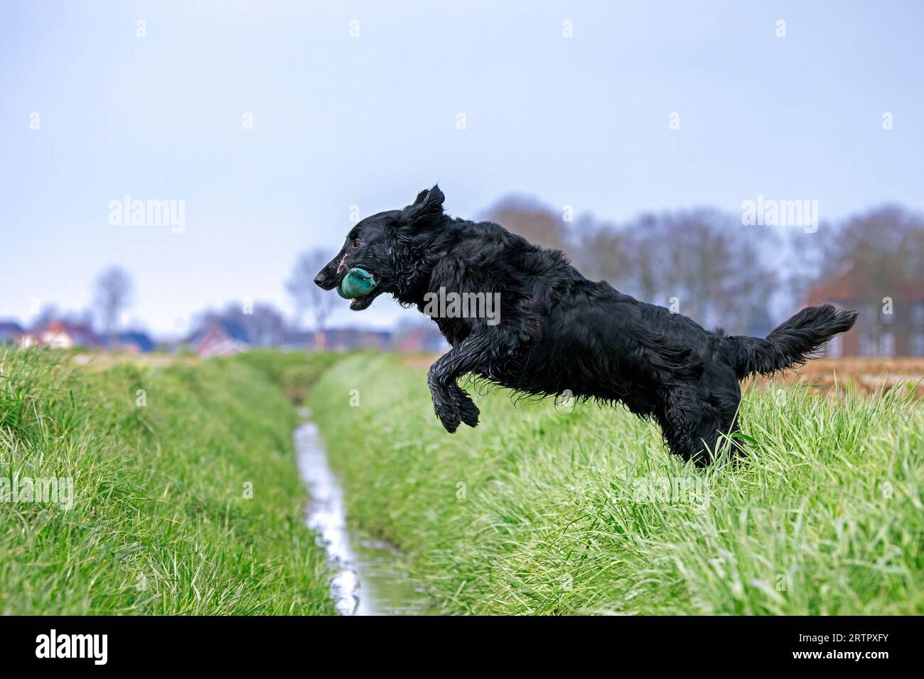 Black flat-coated retriever, gundog / hunting dog breed originating from England, jumping over ditch in field with training dummy in mouth / muzzle Stock Photo