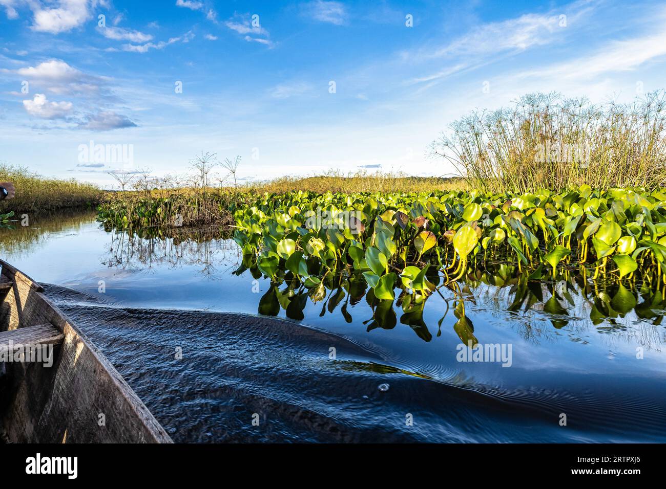 Canoe tour on the Pantanal Marimbus, waters of many rivers and abundant ...