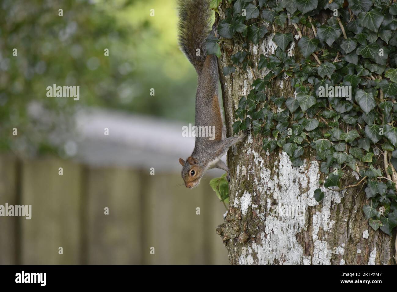 Close-Up Image of an Eastern Gray Squirrel (Sciurus carolinensis) Running Down the Left Side of a Leafy Tree Trunk, Head First, taken in Autumn Stock Photo