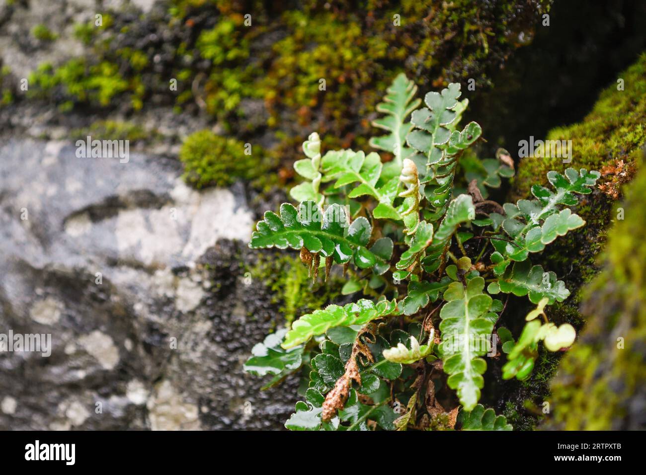 Closeup of rustyback fern on a wall Stock Photo