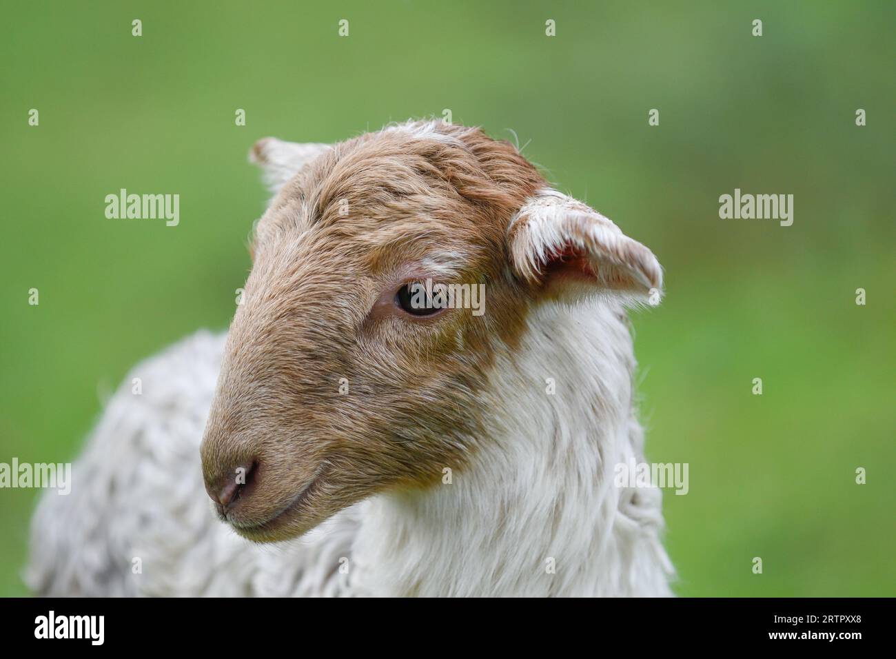 Cordero animal hi-res stock photography and images - Alamy