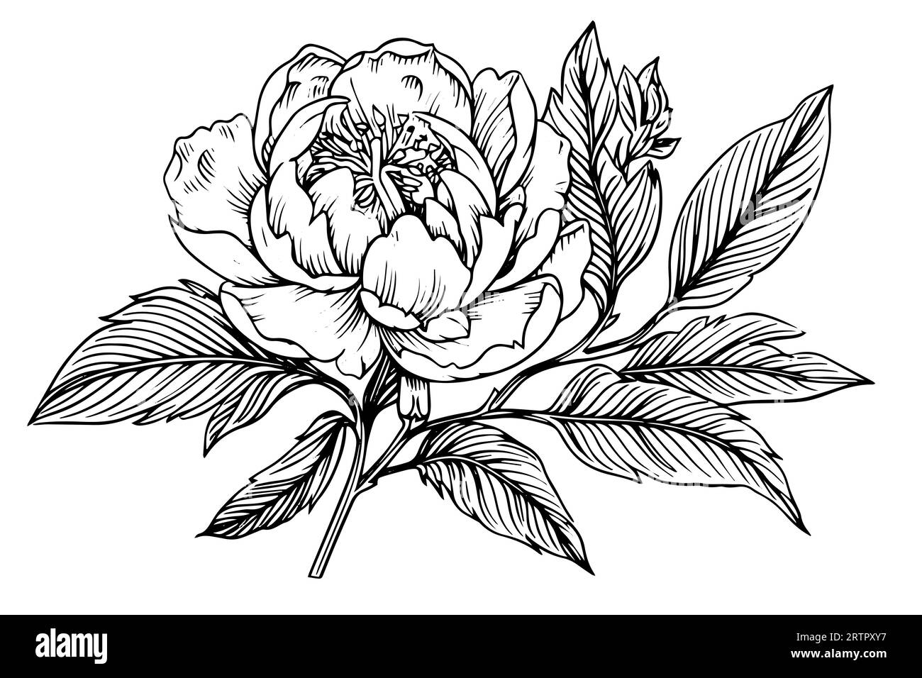Peony flower and leaves drawing. Vector hand drawn engraved ink ...