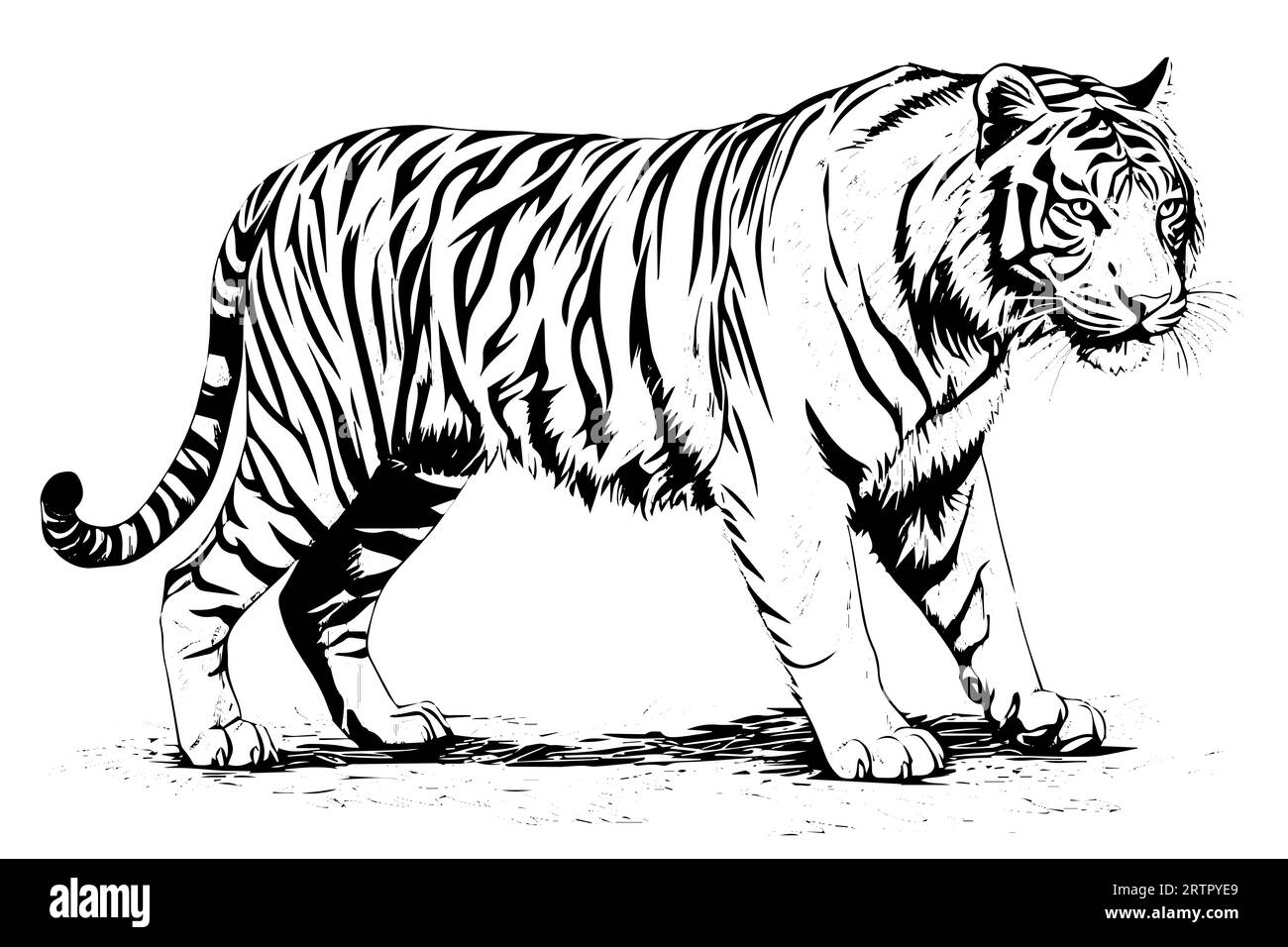 Hand drawn engraving style sketch of a tiger, vector ink illustration ...