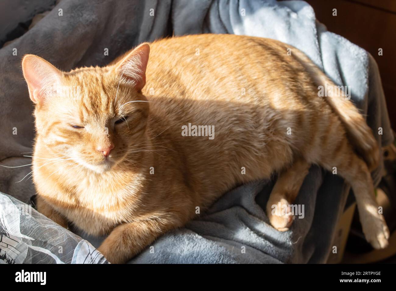 Cute ginger cat sleeping on a blanket in sunlight close up Stock Photo ...