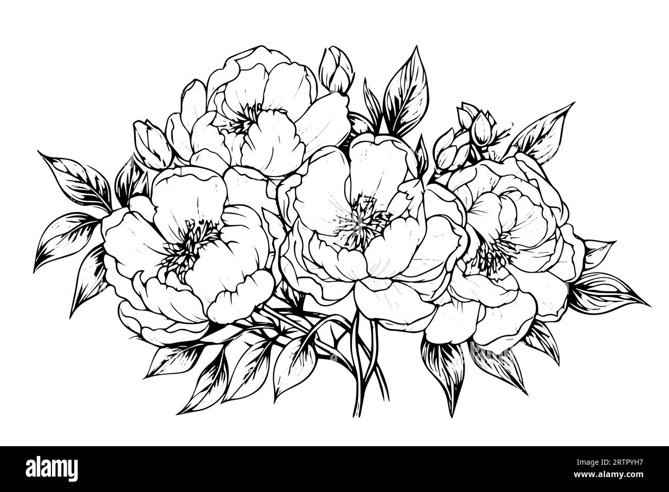 Peony flower and leaves drawing. Vector hand drawn engraved ink ...