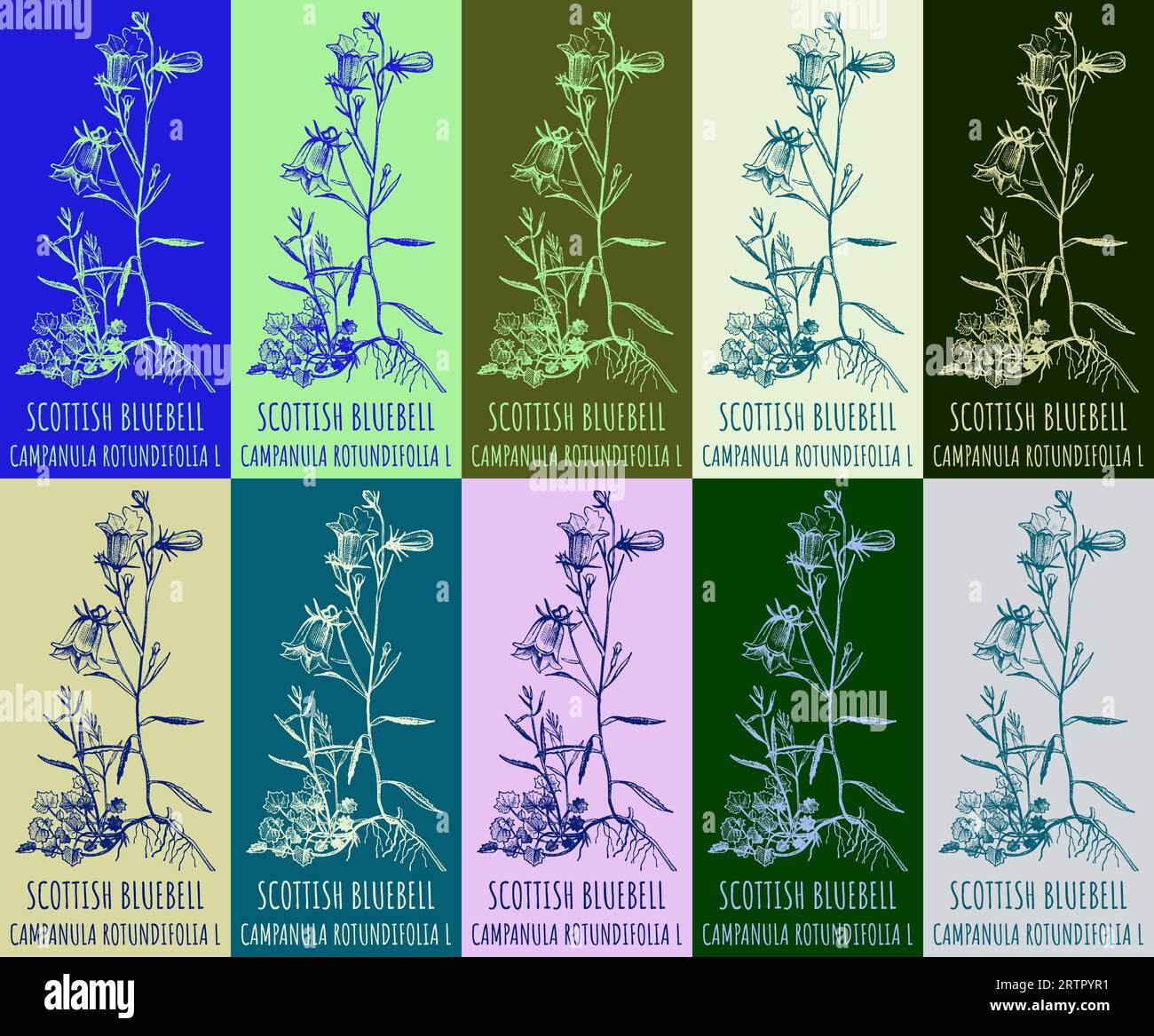 Set of vector drawing of SCOTTISH BLUEBELL in various colors. Hand ...