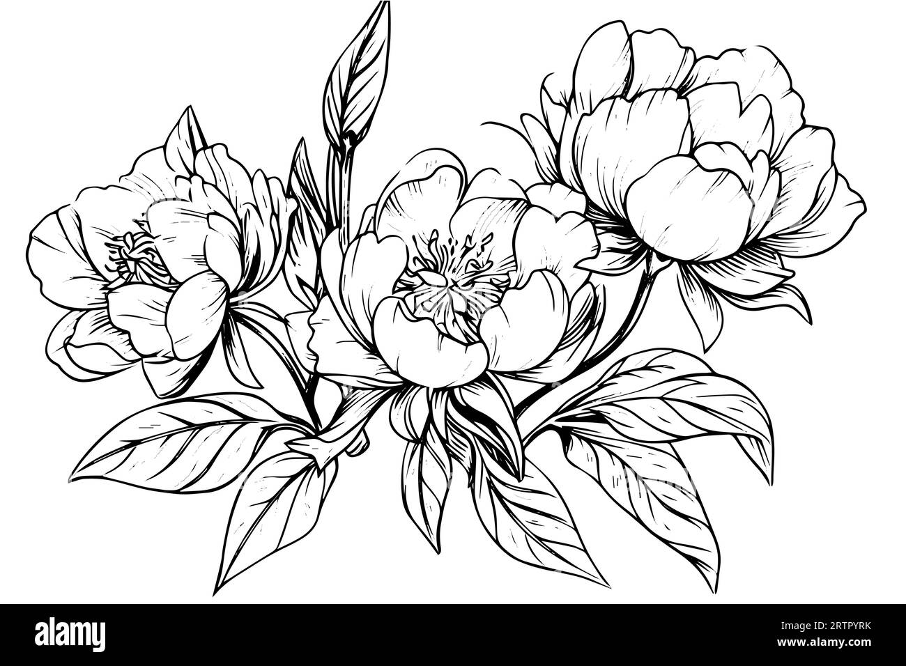 Peony flower and leaves drawing. Vector hand drawn engraved ink ...