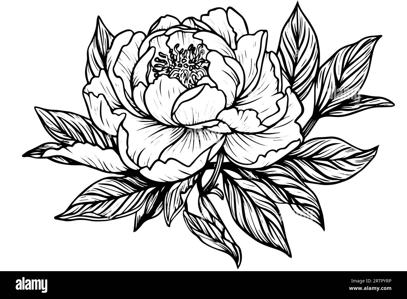Peony flower and leaves drawing. Vector hand drawn engraved ink ...