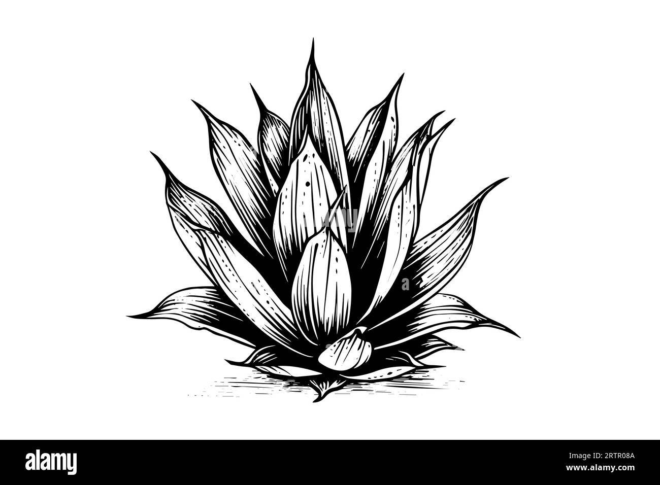Blue agave ink sketch. Tequila ingredient vector drawing. Engraving