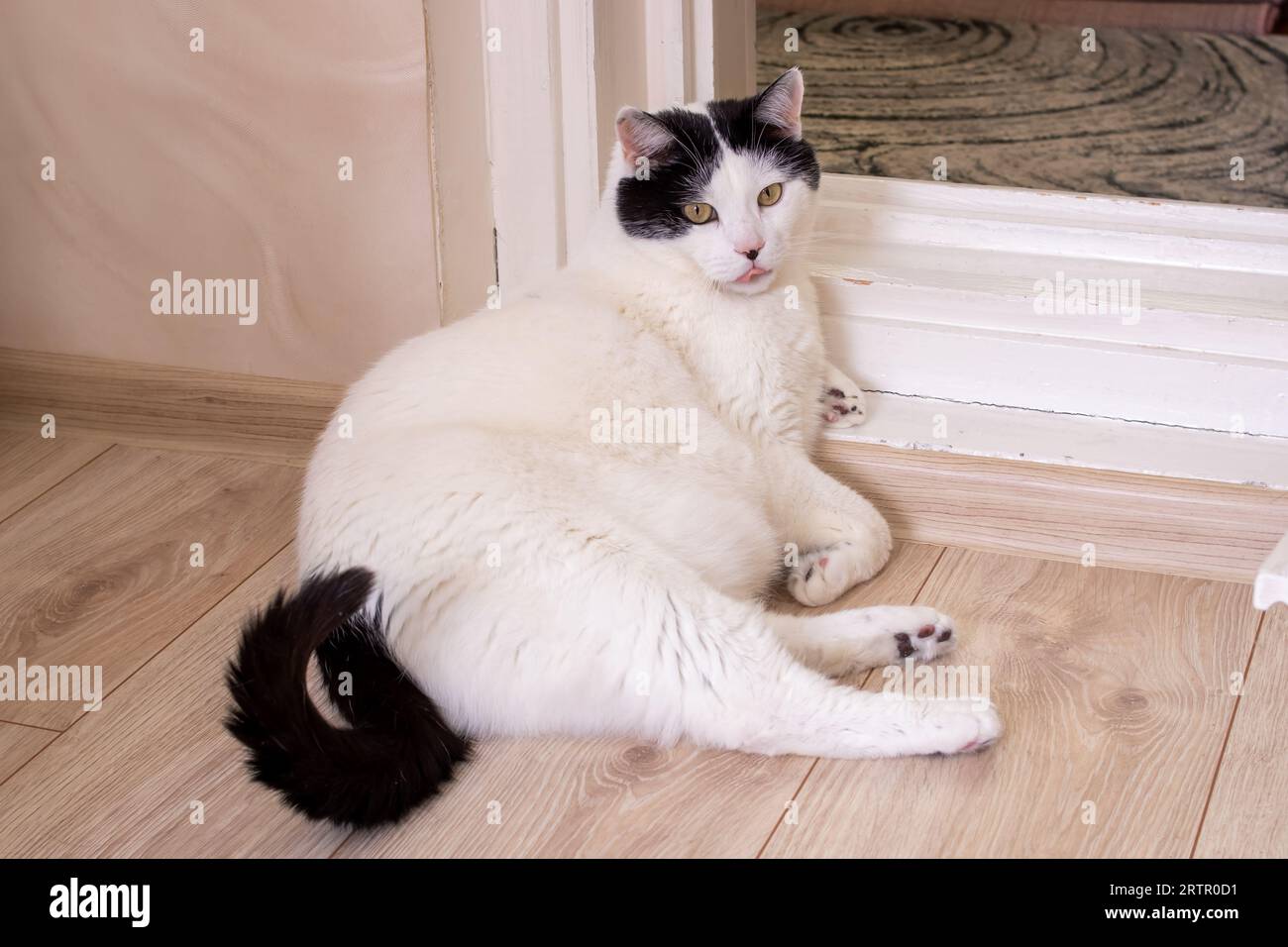 Big fat white store cat