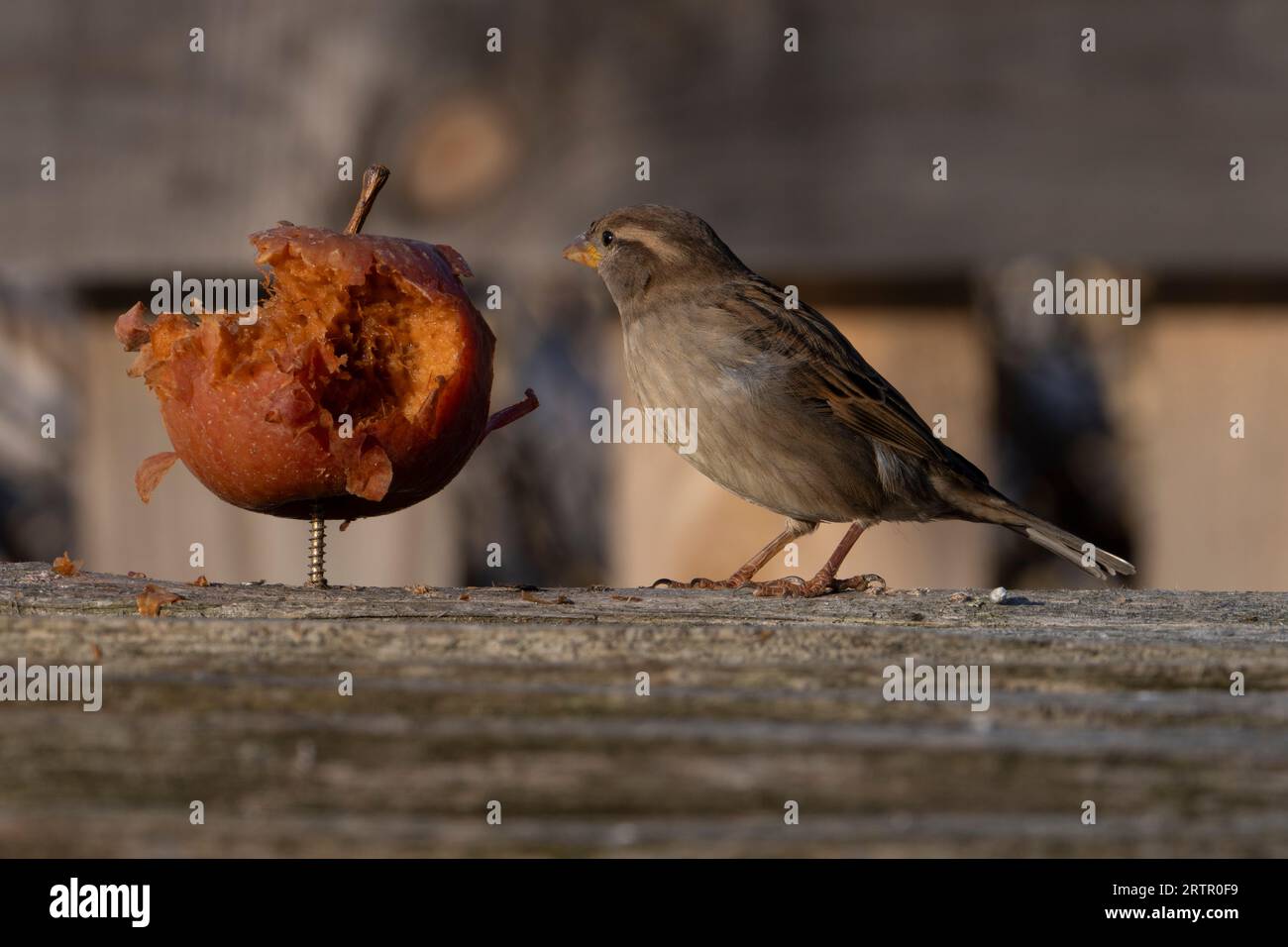 Passer domesticus Family Passeridae Genus Passer House sparrow