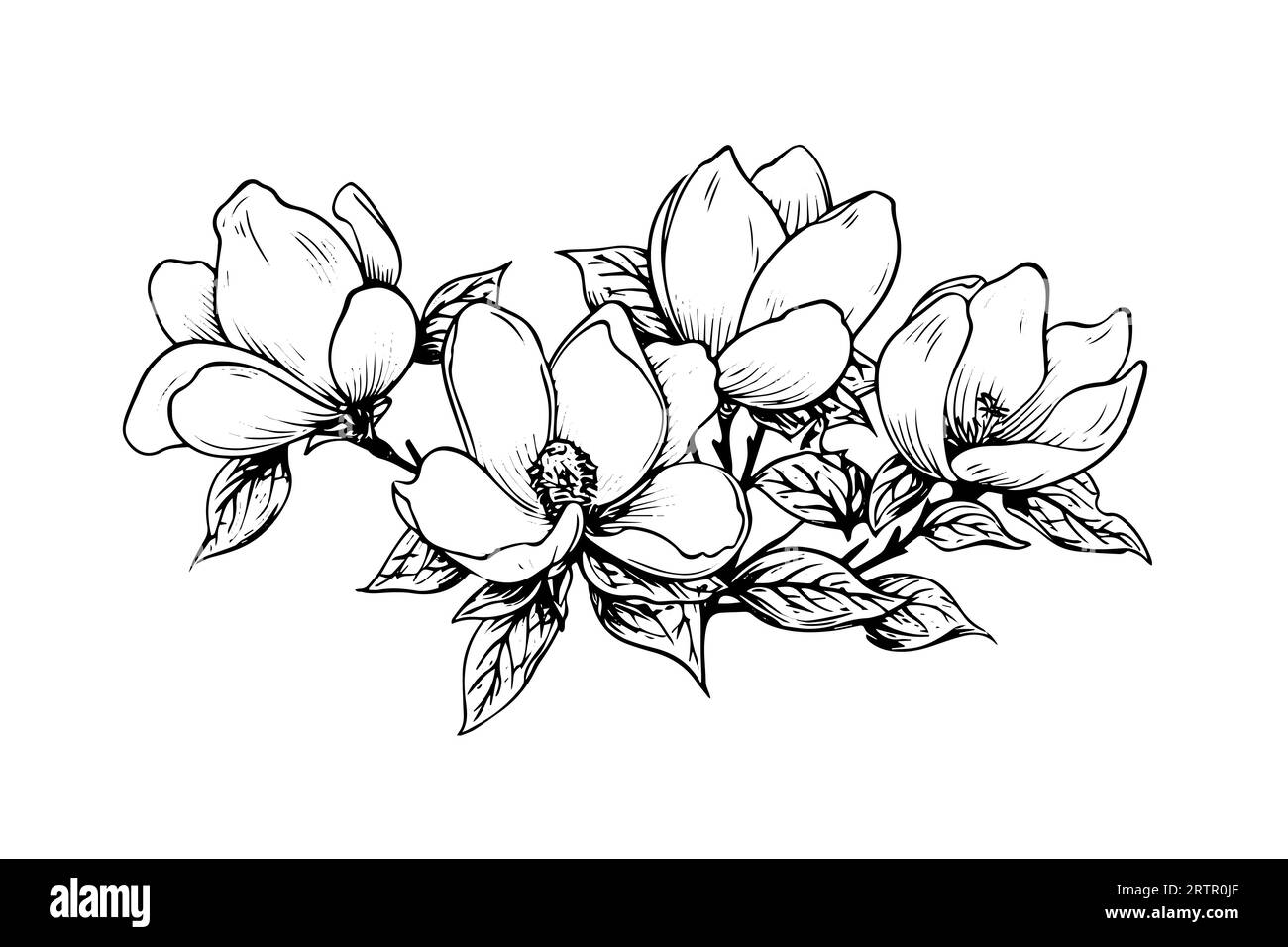 Hand drawn magnolia flower ink sketch. Engraving style vector ...