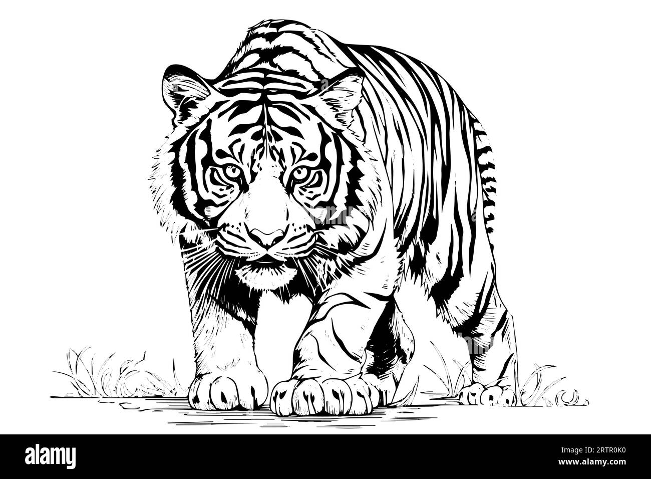 Hand drawn engraving style sketch of a tiger, vector ink illustration ...