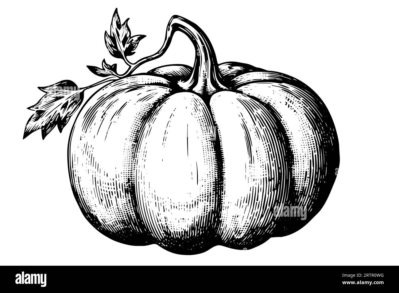 Ink sketch of pumpkin isolated on white background. Hand drawn vector ...