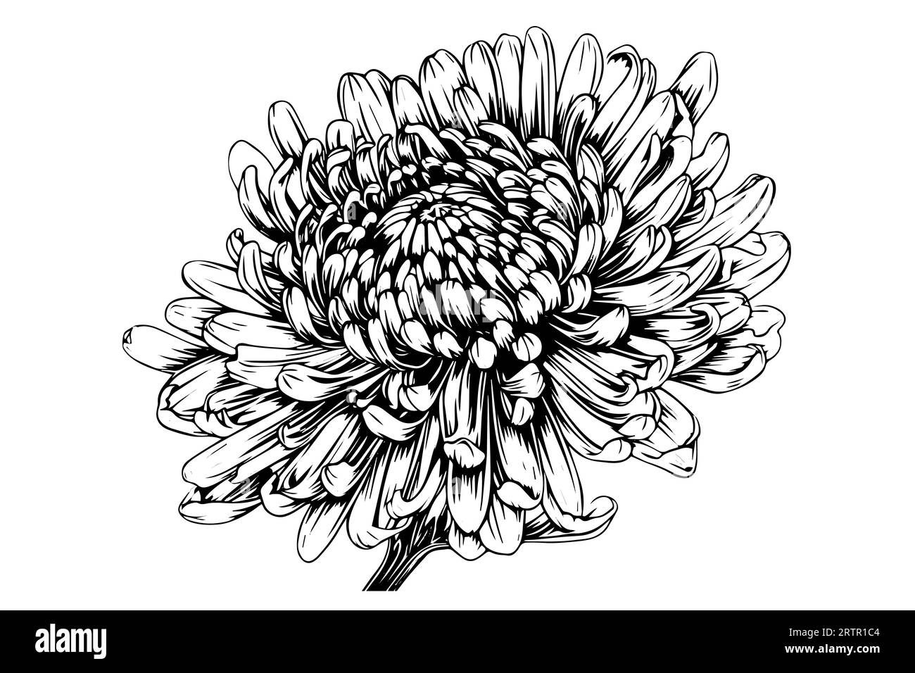Hand drawn ink sketch of chrysanthemum. Vector illustration in engraving vintage style. Stock Vector