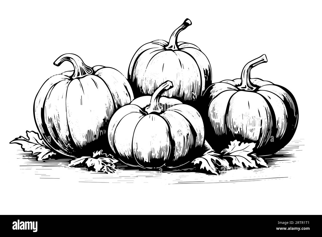 Ink sketch of pumpkin isolated on white background. Hand drawn vector ...