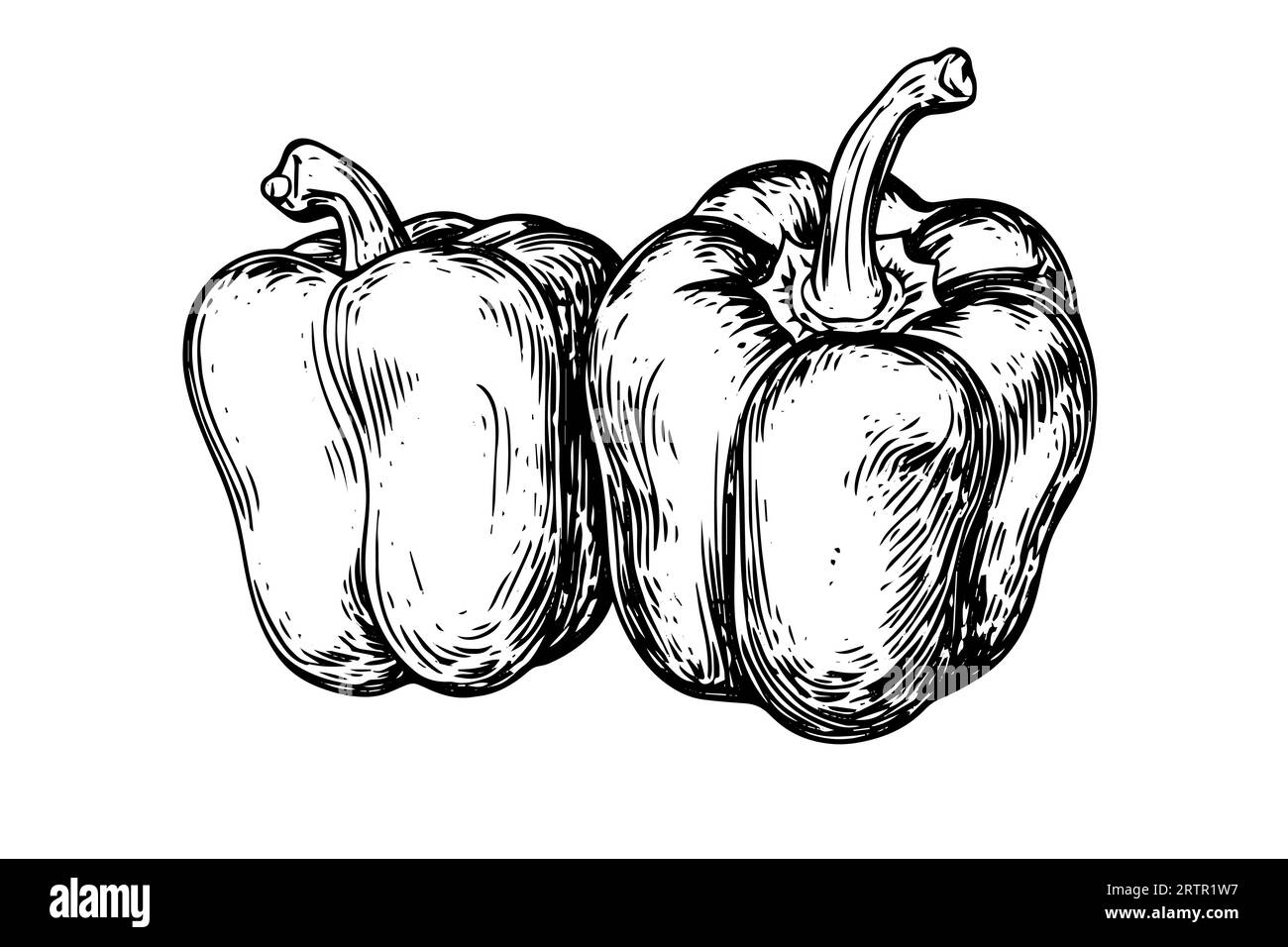 Pepper or paprika hand drawn vector illustration in engraving style