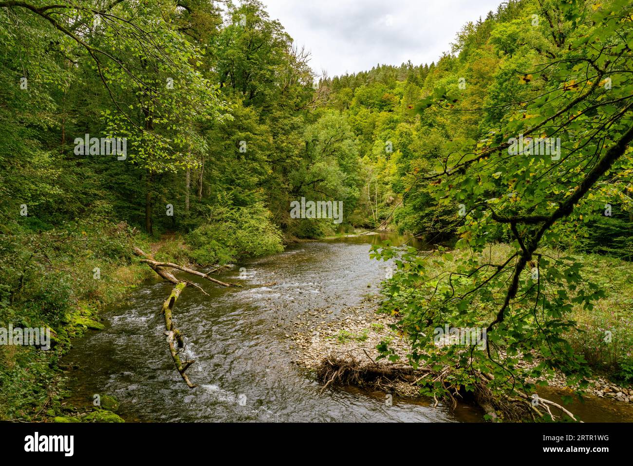 View over wild Wutach river in Black Forest, Germany Stock Photo - Alamy