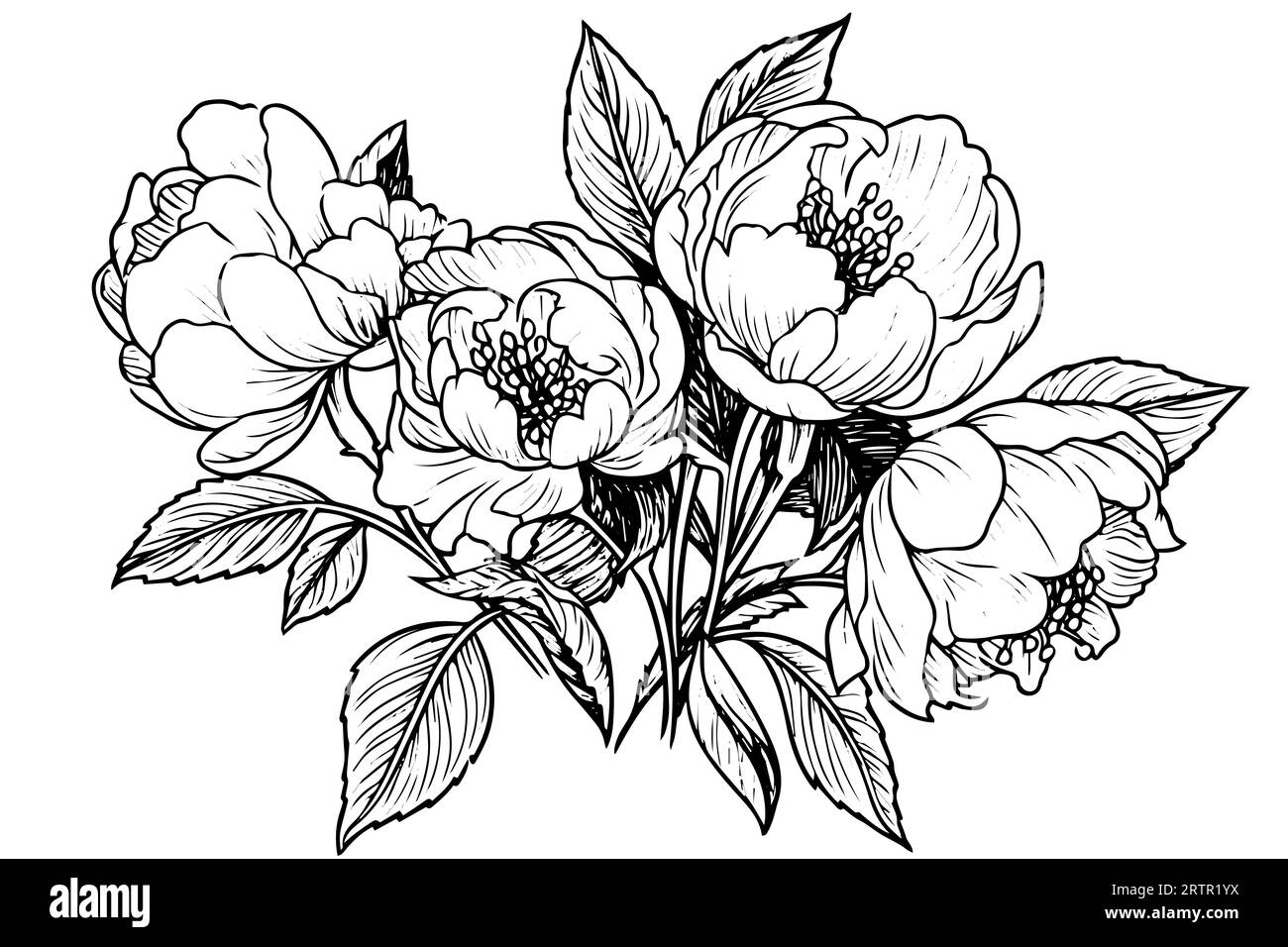Peony flower and leaves drawing. Vector hand drawn engraved ink ...