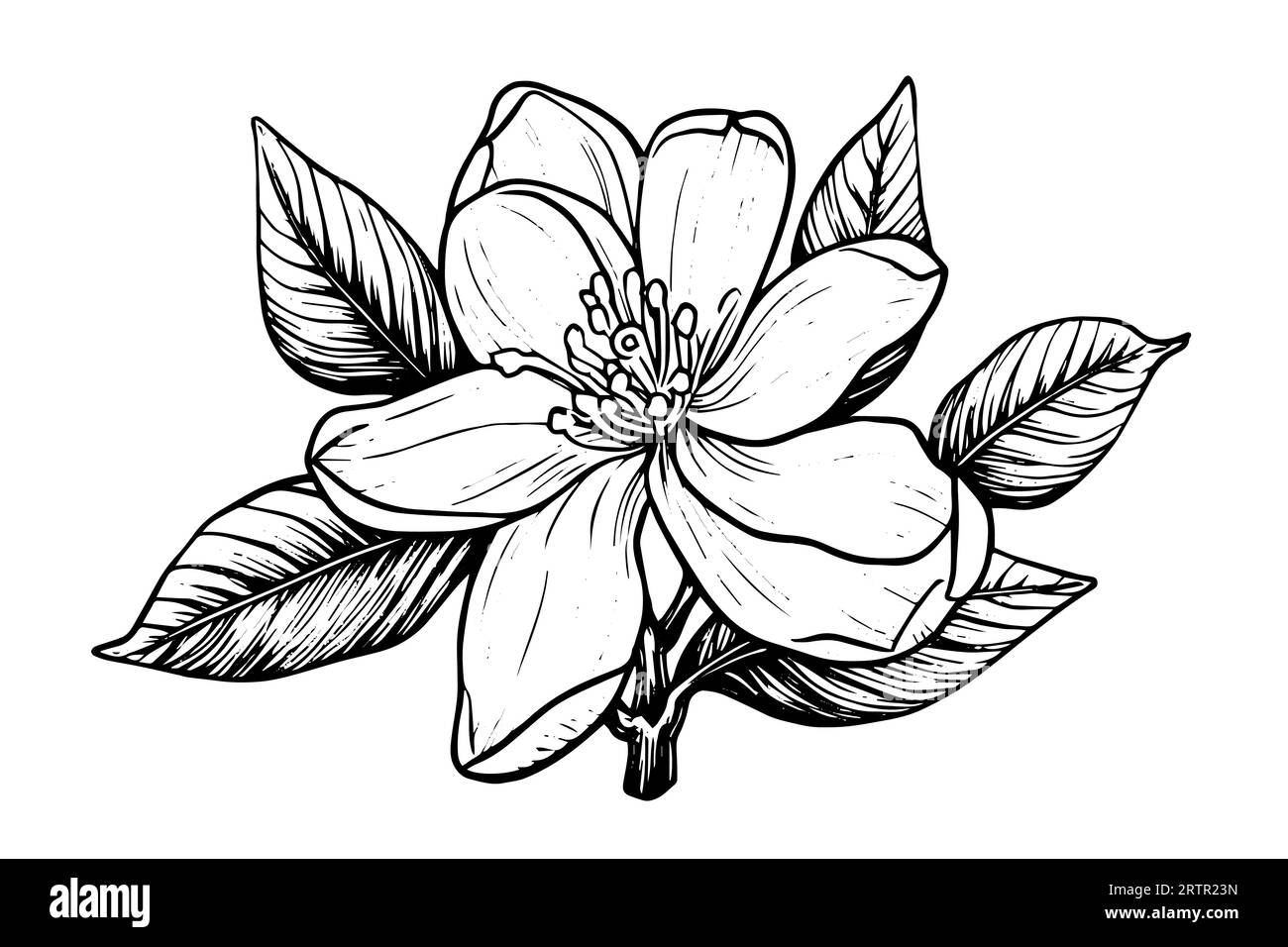 Hand drawn magnolia flower ink sketch. Engraving style vector ...
