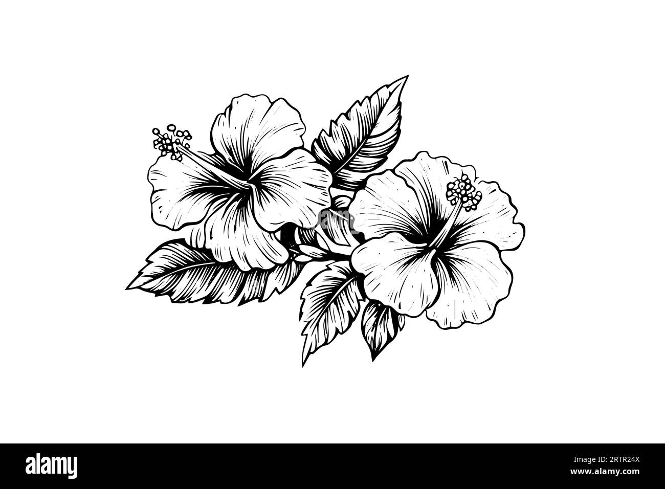 Hibiscus flowers in a vintage woodcut engraved etching style. Vector ...