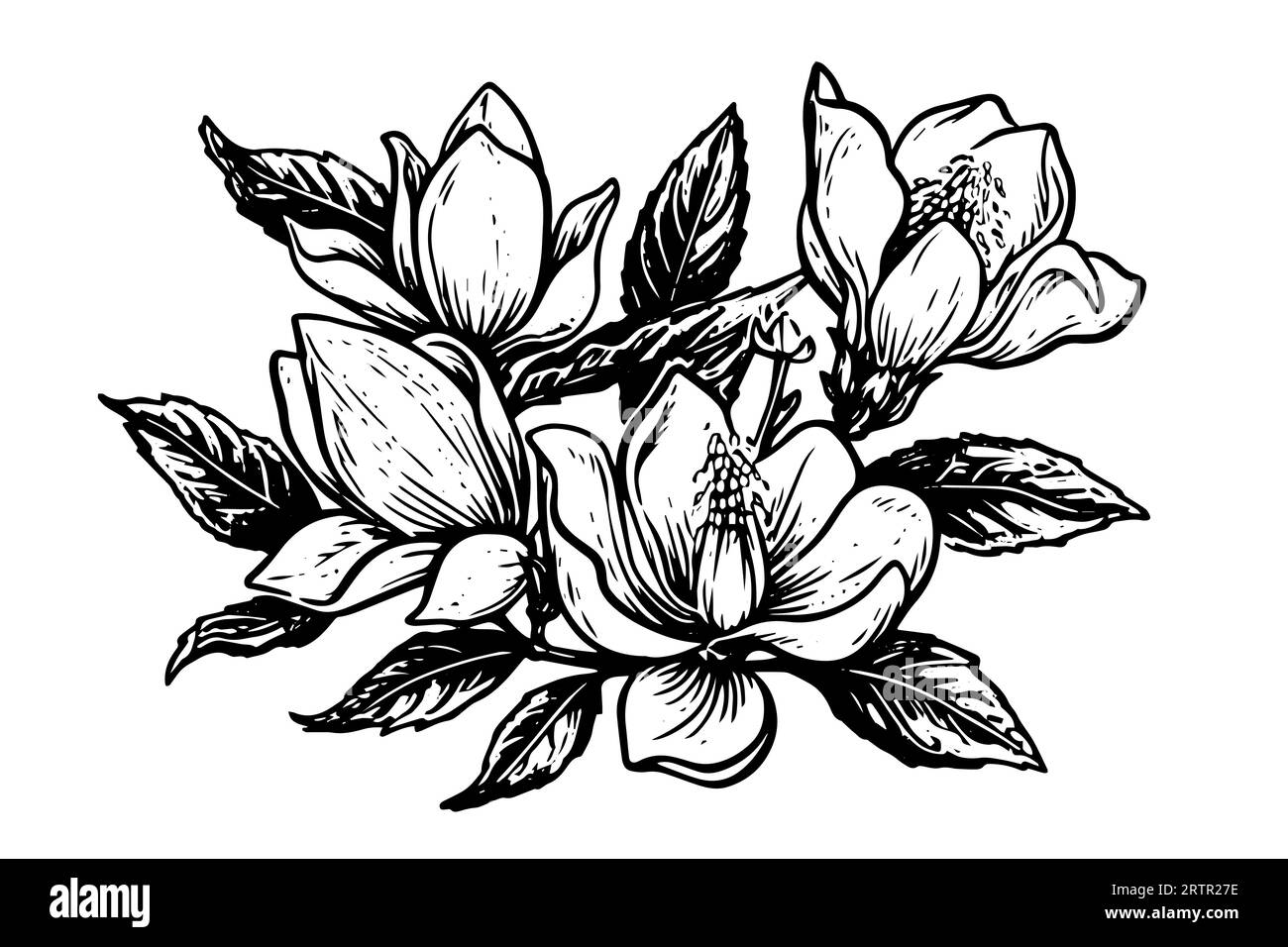Hand drawn magnolia flower ink sketch. Engraving style vector ...