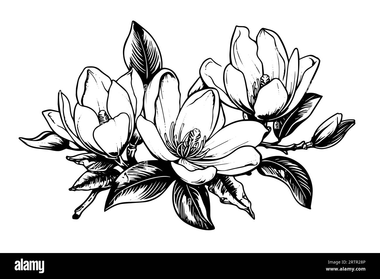 Hand drawn magnolia flower ink sketch. Engraving style vector ...