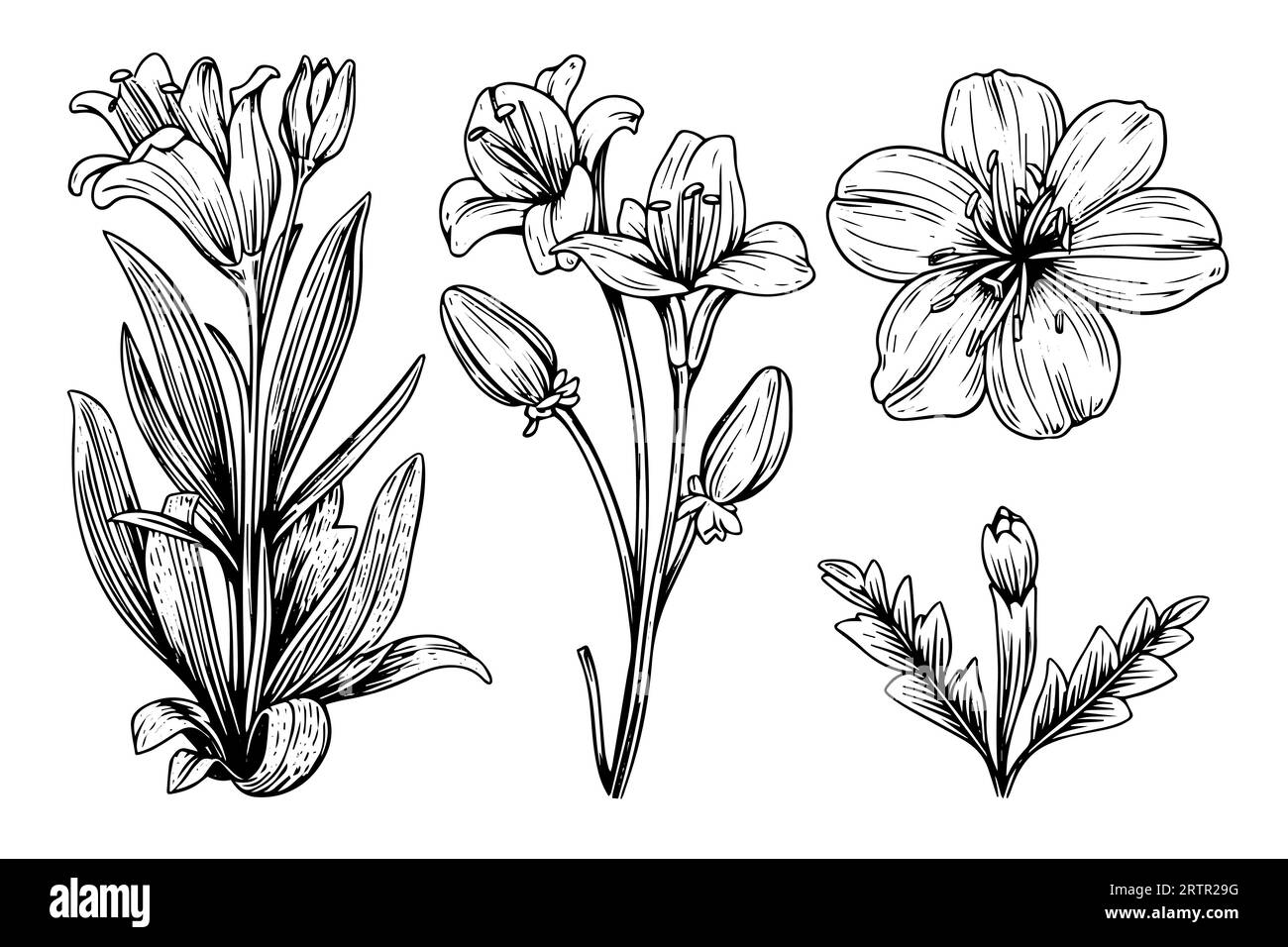 Saffron or crocus hand drawn ink sketch. Vector illustration in