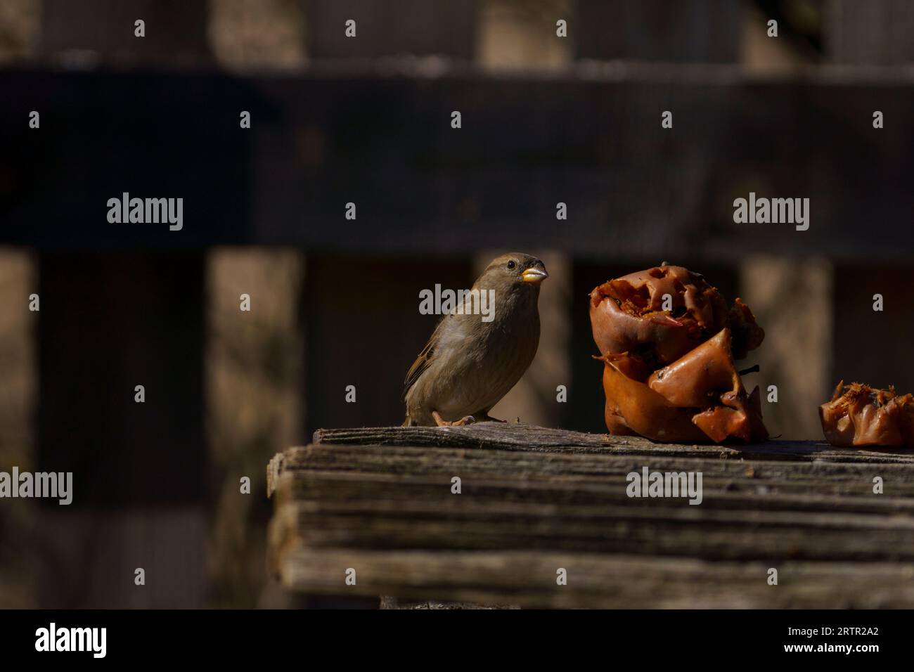 Passer domesticus Family Passeridae Genus Passer House sparrow