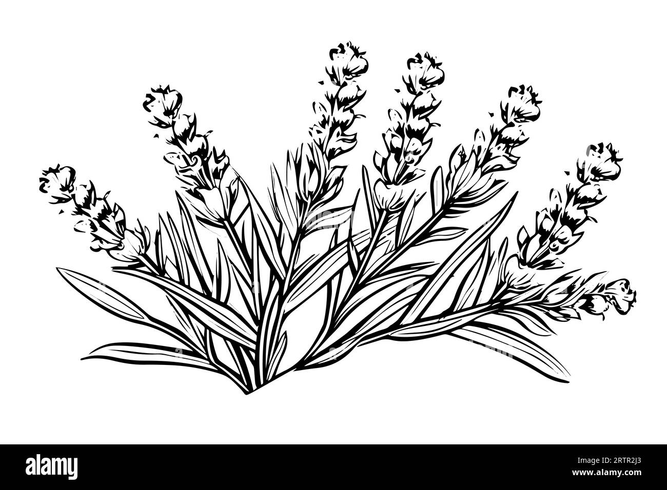 Floral botanical lavender flower hand drawn ink sketch. Vector engraving illustration. Stock Vector