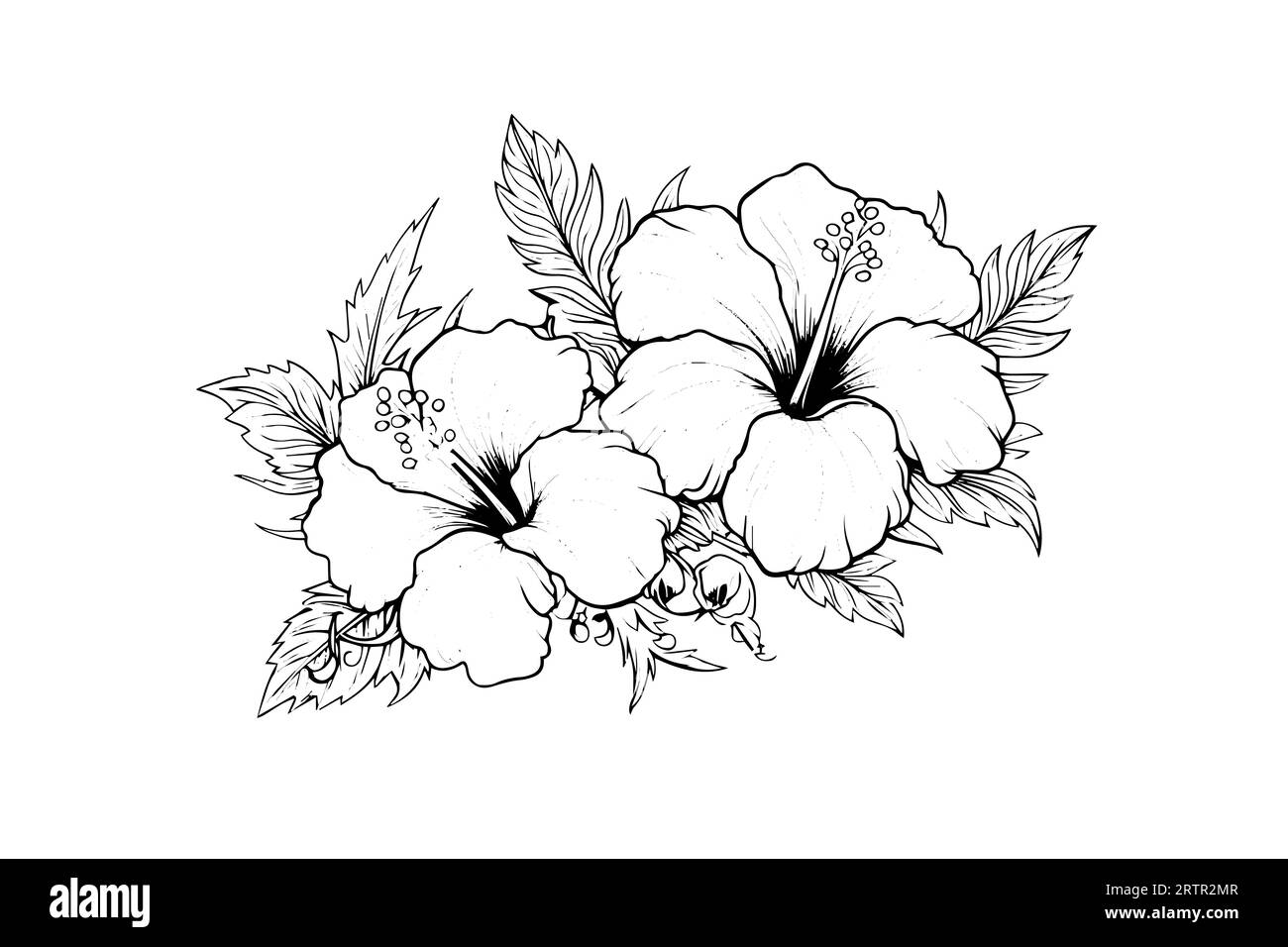 Hibiscus flowers in a vintage woodcut engraved etching style. Vector ...