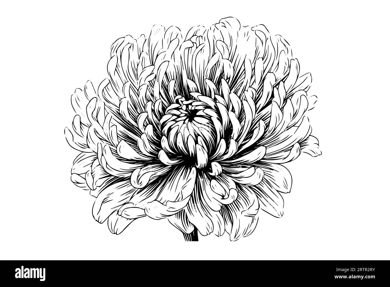 Hand drawn ink sketch of chrysanthemum. Vector illustration in engraving vintage style. Stock Vector