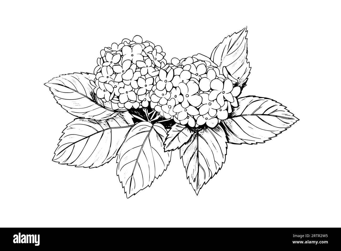 https://c8.alamy.com/comp/2RTR2W5/hand-drawn-ink-sketch-hydrangea-flowers-vector-illustration-in-engraving-style-2RTR2W5.jpg