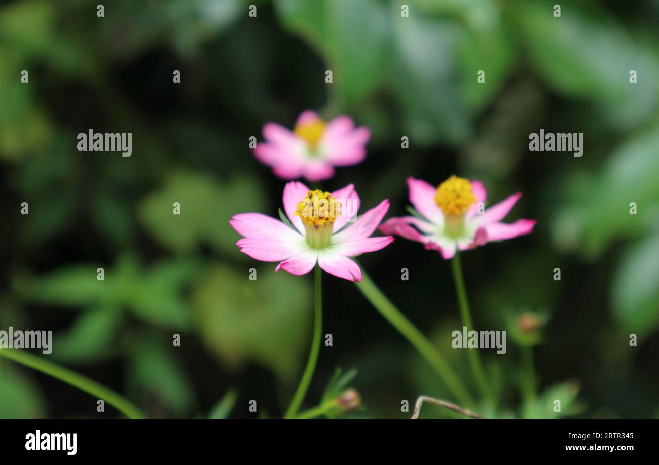 Side view of a purple, pink and white color bearing Cosmos flower (Cosmos Caudatus) in the garden. In the blurred background, there are two more cosmo Stock Photo