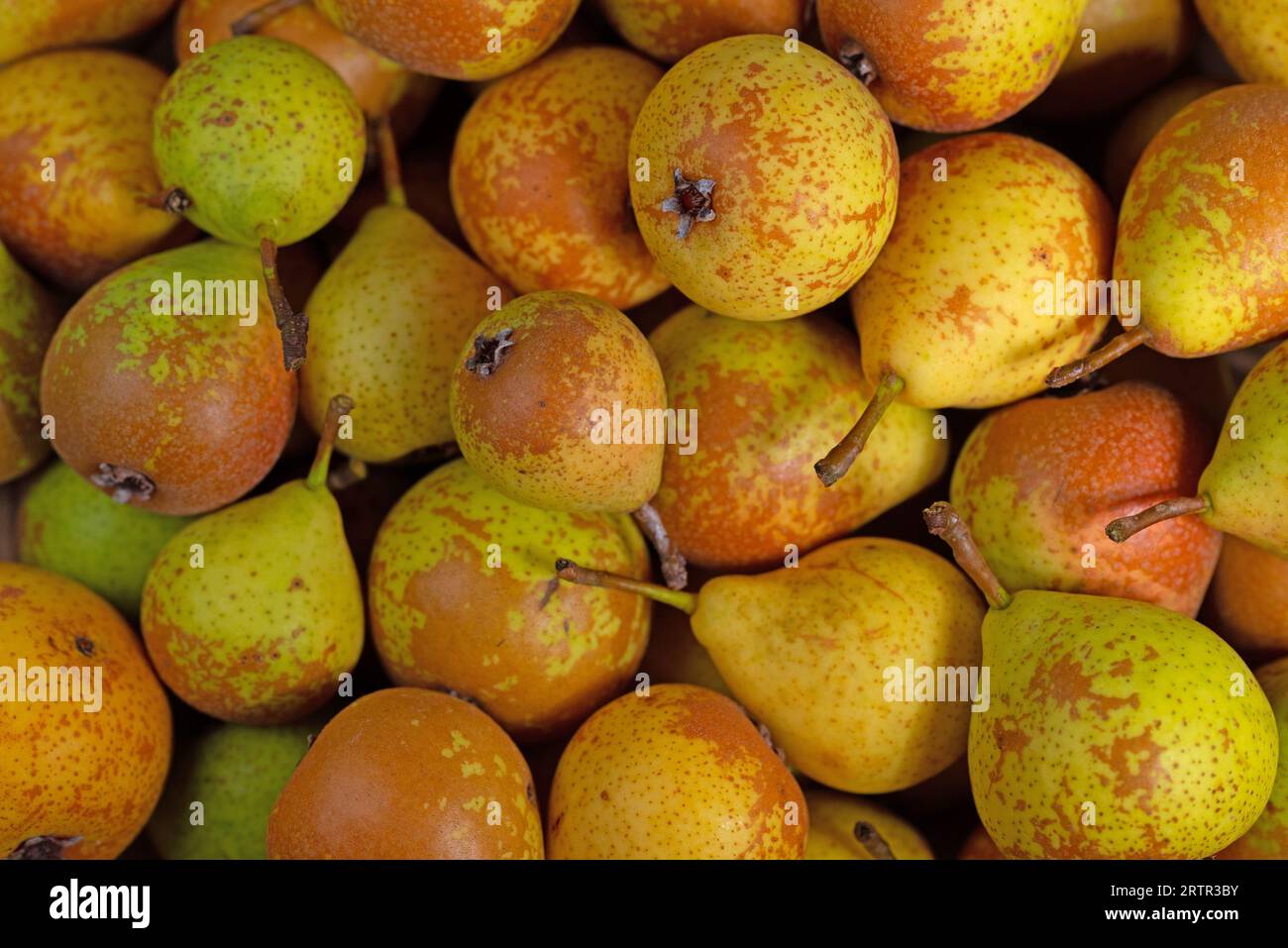 Ripe pears, Pyrus, freshly harvested Stock Photo