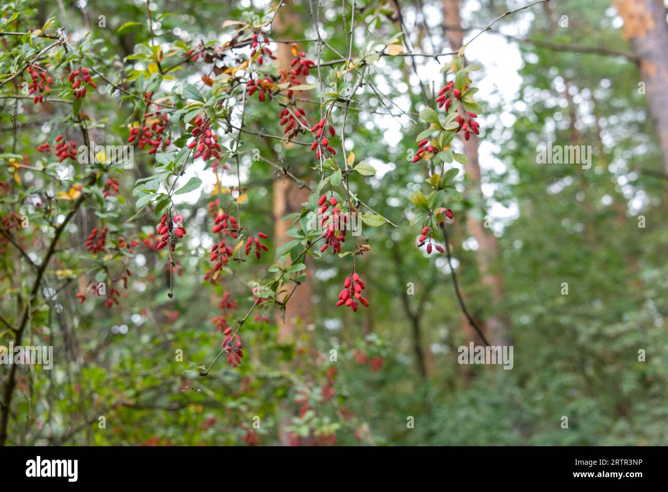 A bush with ripe goji berries against a background of trees in the forest. Cottage, garden, rural. Stock Photo
