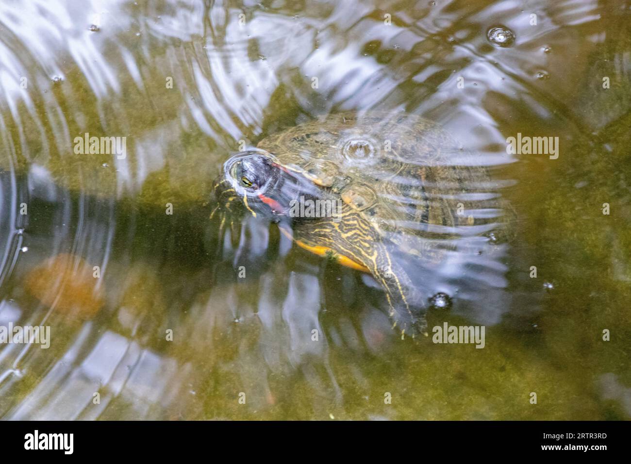 Turtles exhibit in water at Reptile Garden Tortuga Falls Rapid City South Dakota . High quality photo Stock Photo