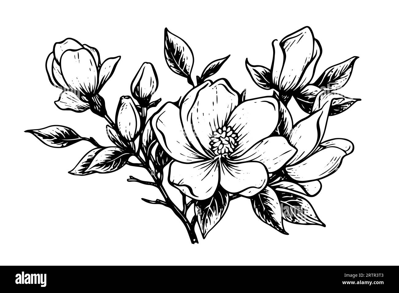 Hand drawn magnolia flower ink sketch. Engraving style vector ...