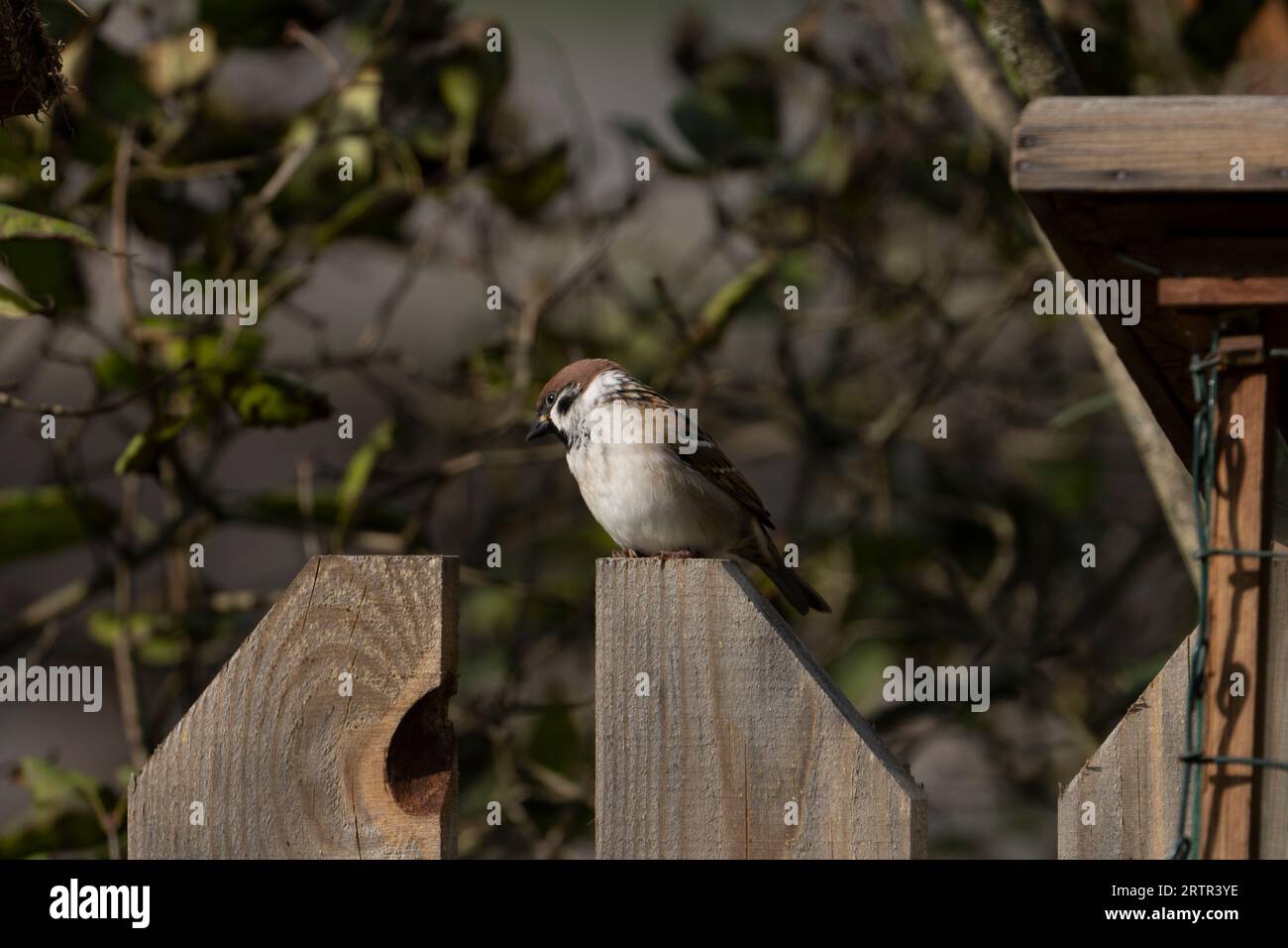 Passer montanus Family Passeridae Genus Passer Eurasian tree sparrow