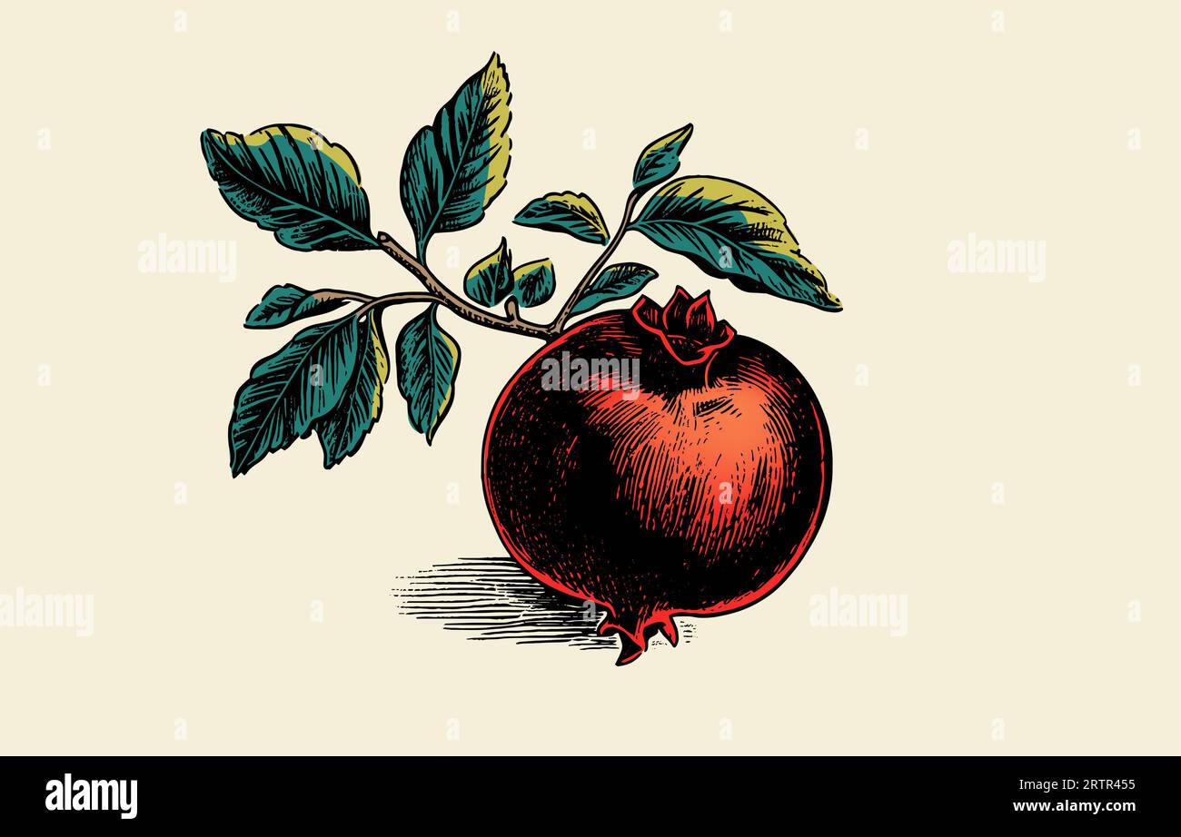 Pomegranate Coloring Vector Art, Icons, and Graphics for Free Download