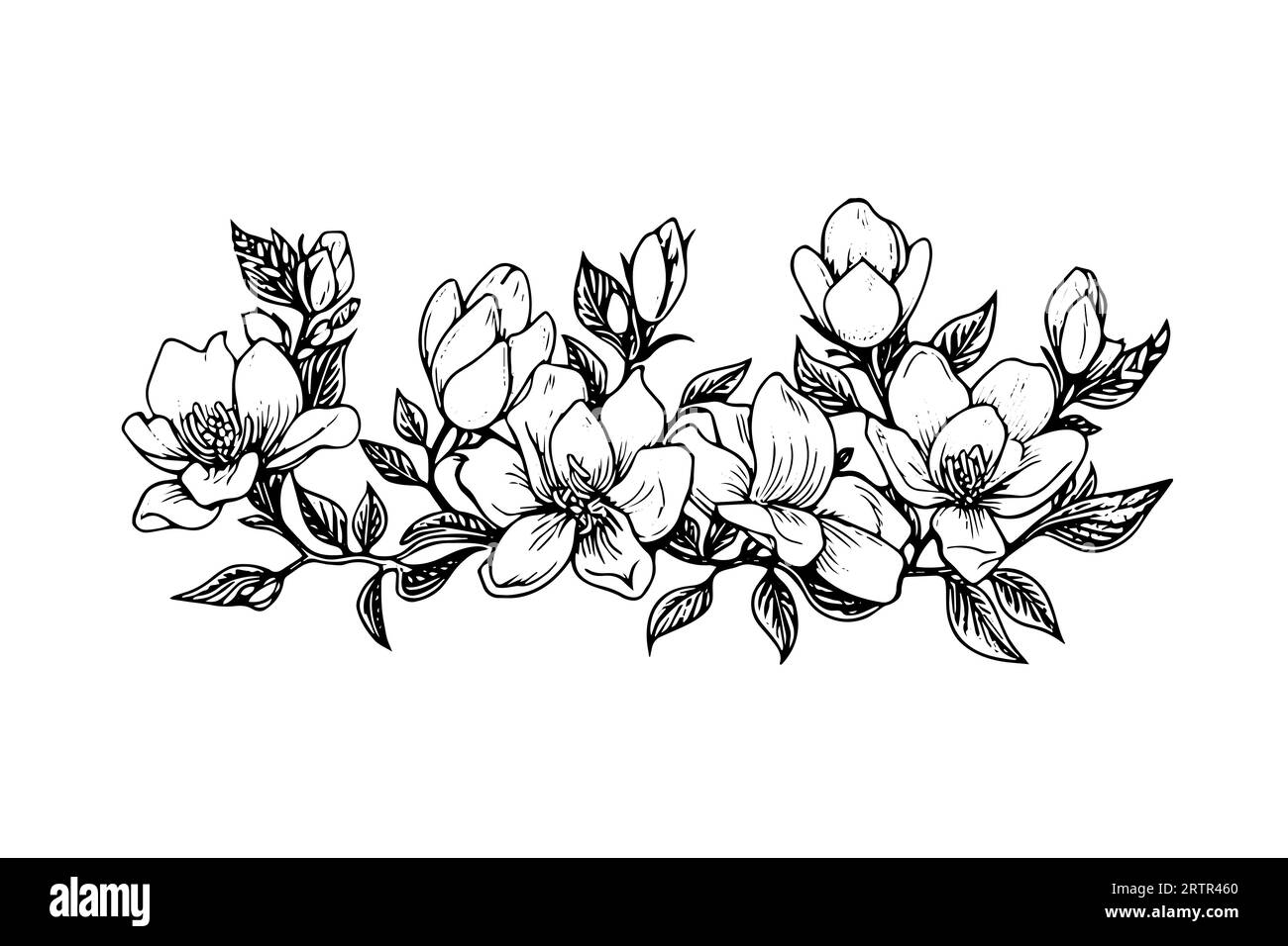 Hand drawn magnolia flower ink sketch. Engraving style vector ...