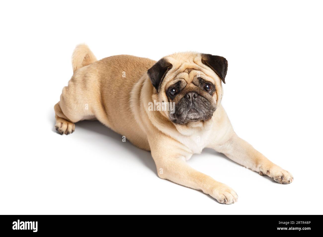 A purebred cute funny friendly pug lies on a white background and looks into the camera expressively and with interest. Stock Photo