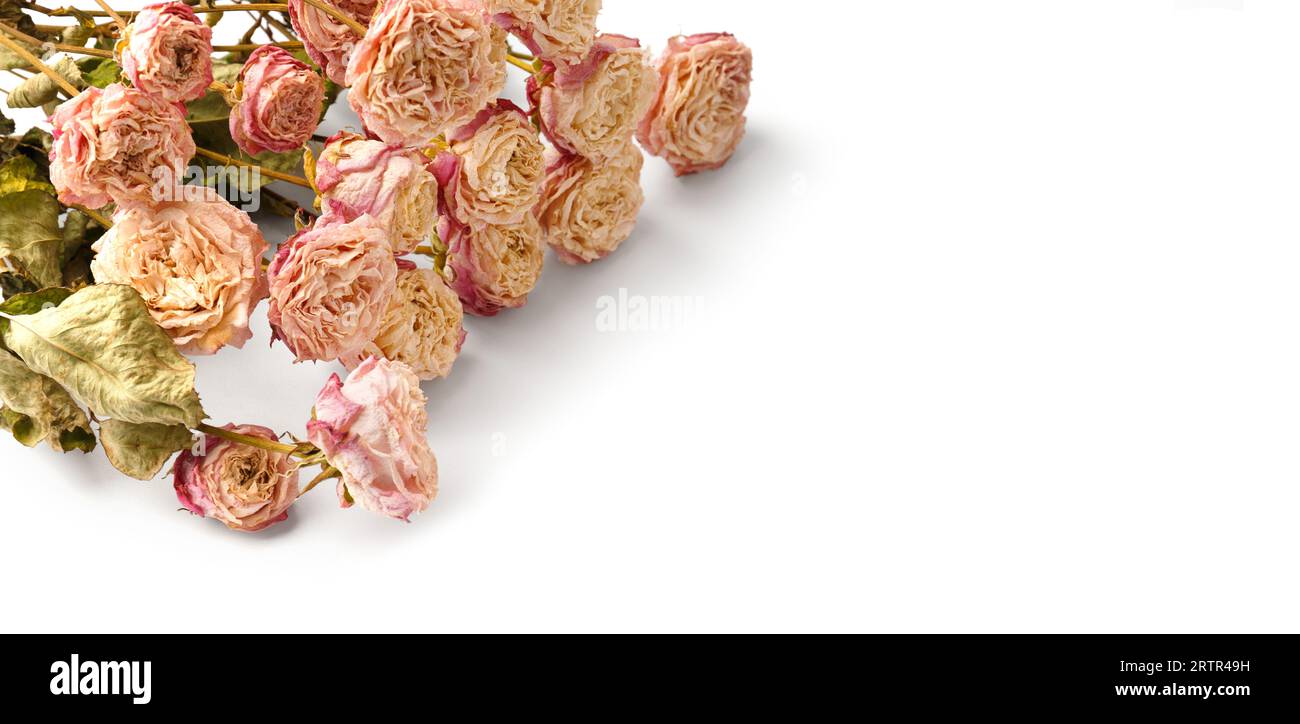 Dried rose branches isolated on white background top view with space for text. The concept of loneliness or age. Unhappy love. A loss. Sadness. Stock Photo