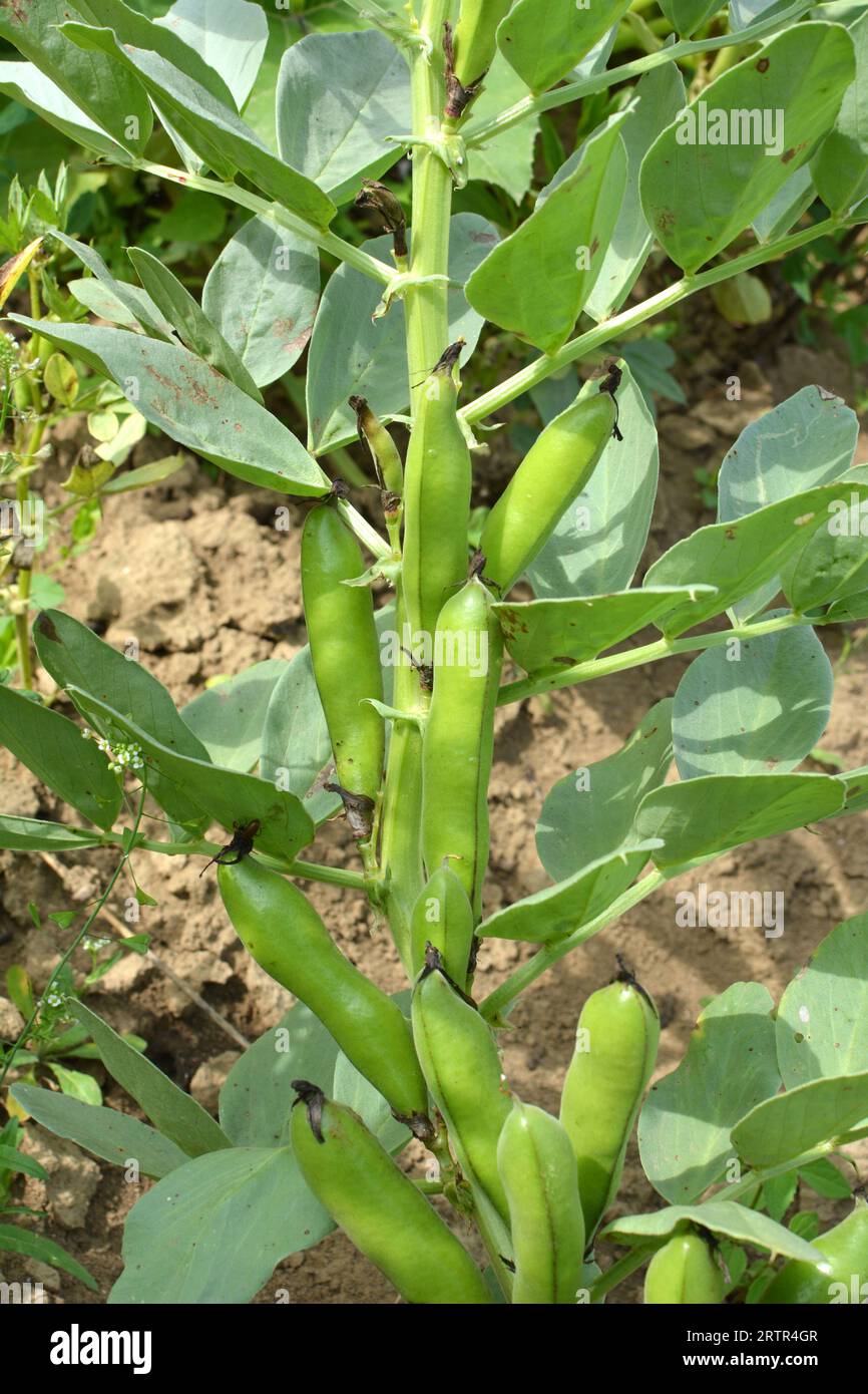 On the stem of the bean (Vicia faba) ripen green pods Stock Photo