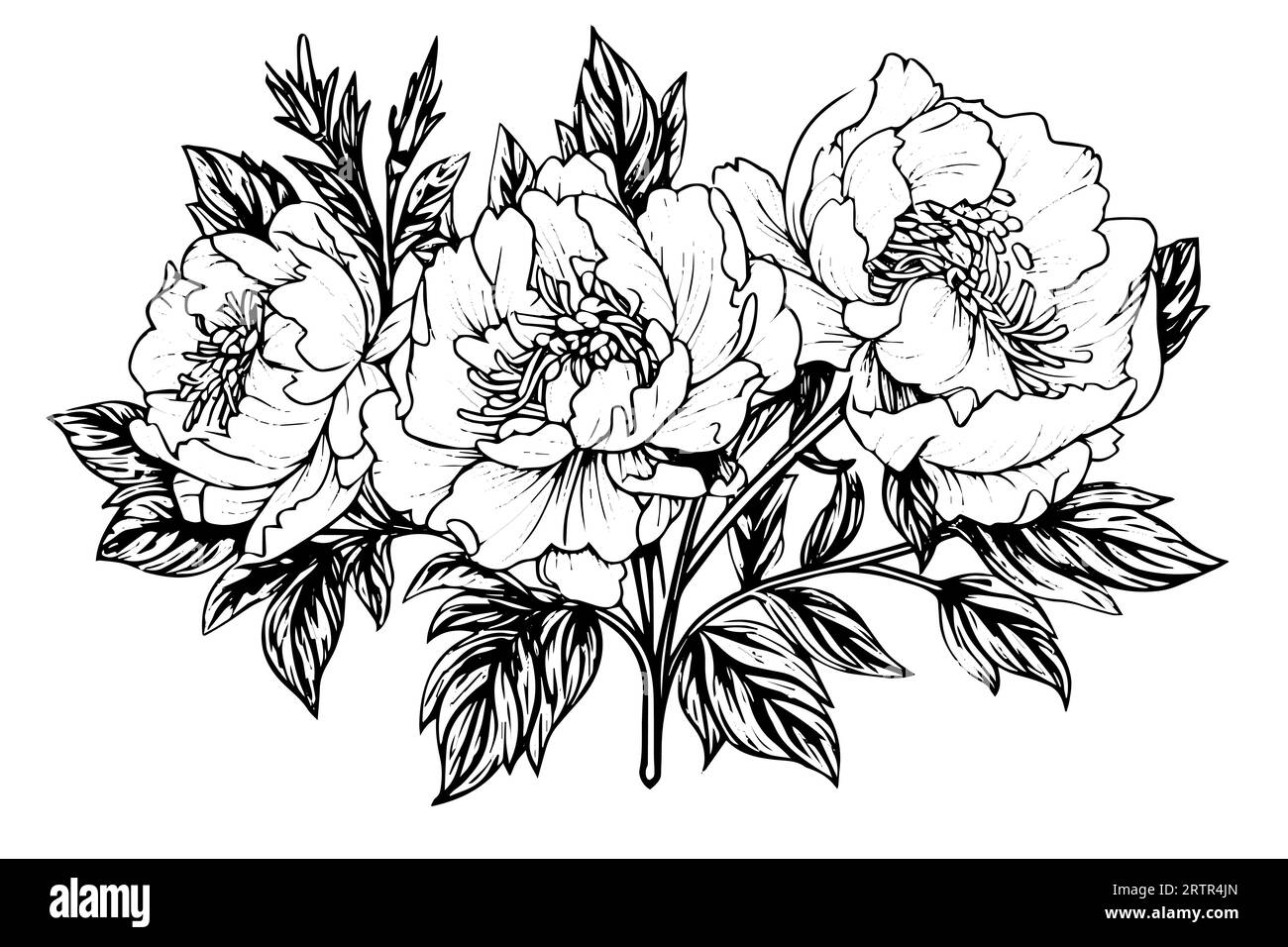 Peony flower and leaves drawing. Vector hand drawn engraved ink ...